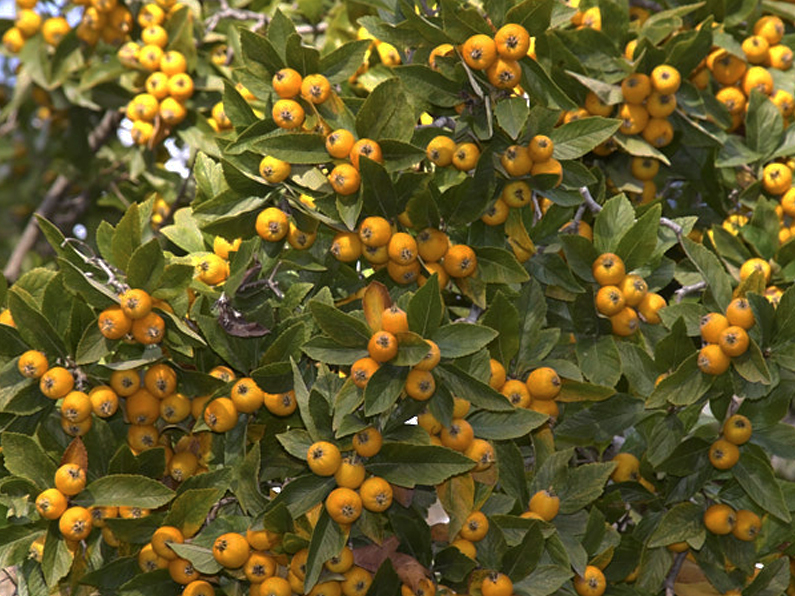 Crataegus stipulacea - Meidoorn