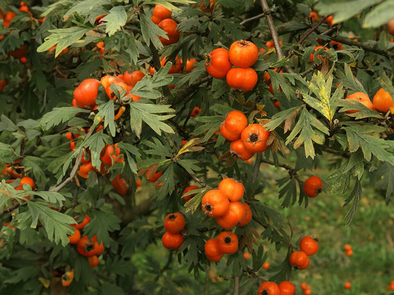 Crataegus tanacetifolia - Weißdorn