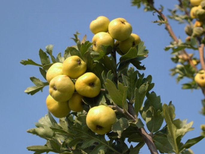 Crataegus azarolus 'Geraki' - Azaroolmeidoorn