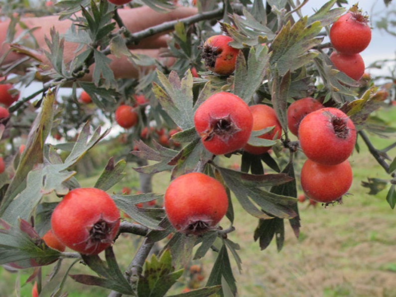 Crataegus orientalis - Meidoorn