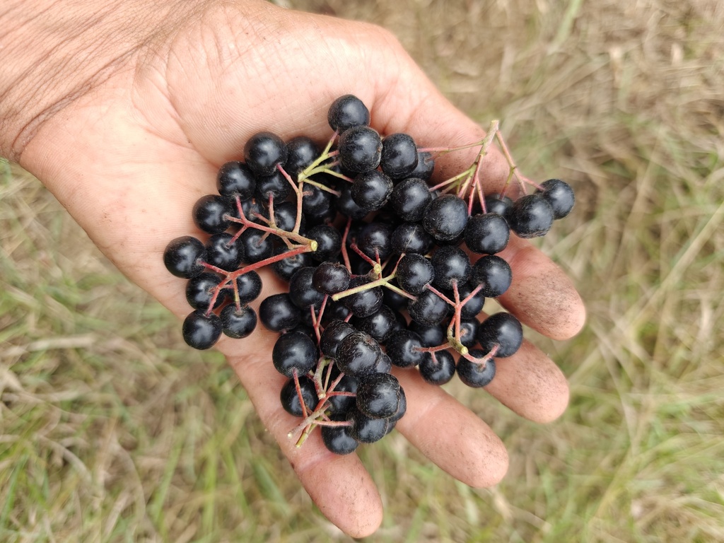 Aronia melanocarpa 'Galicjanka' - Apfelbeere