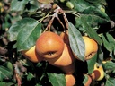 Sorbopyrus auricularis 'Shipova'