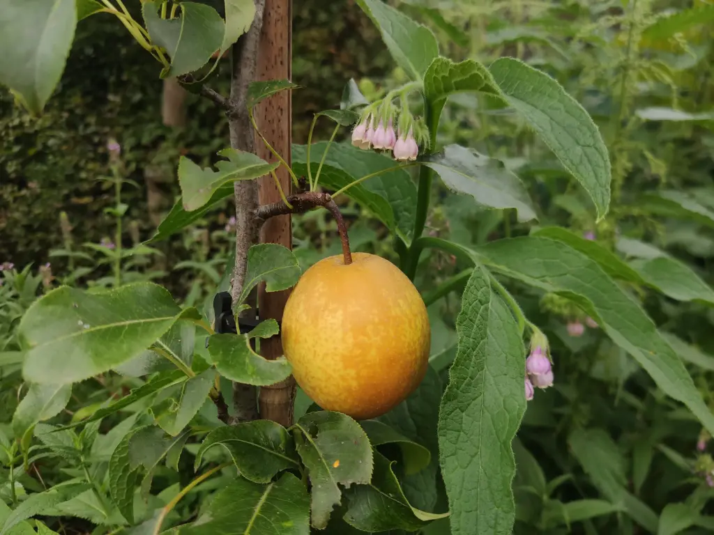Pyrus pyrifolia 'Kumoi' - Nashi