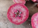 Malus domestica 'Niels' - Apple