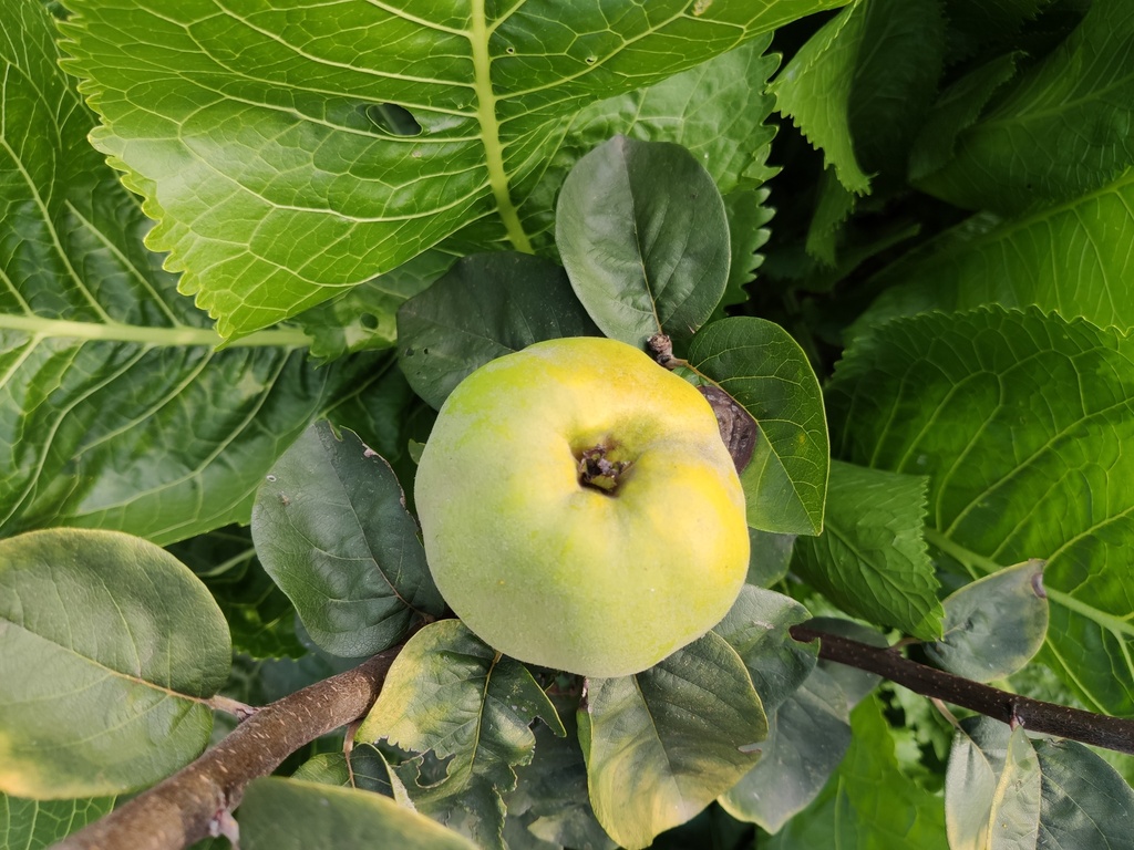 Cydonia oblonga 'Aromatnaya' - Kweepeer