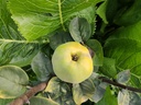 Cydonia oblonga 'Aromatnaya' - Quitte