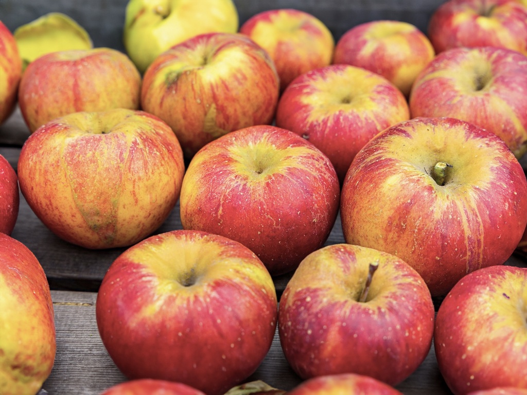 Malus domestica 'Topaz' - Appel