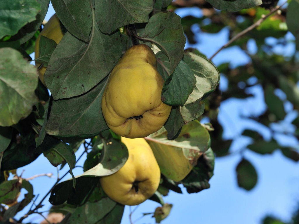 Cydonia oblonga 'Rea's Mammoth' - Coing