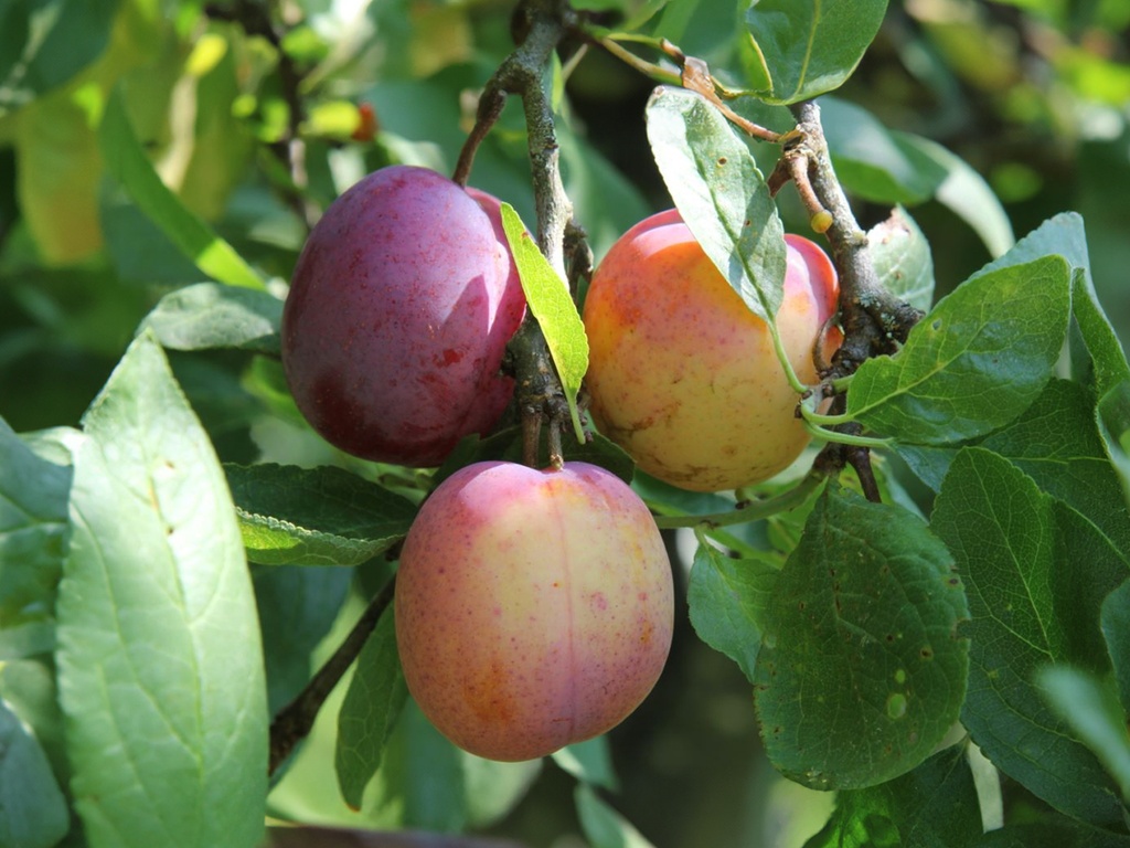 Prunus domestica 'Laxton Early' - Pruim