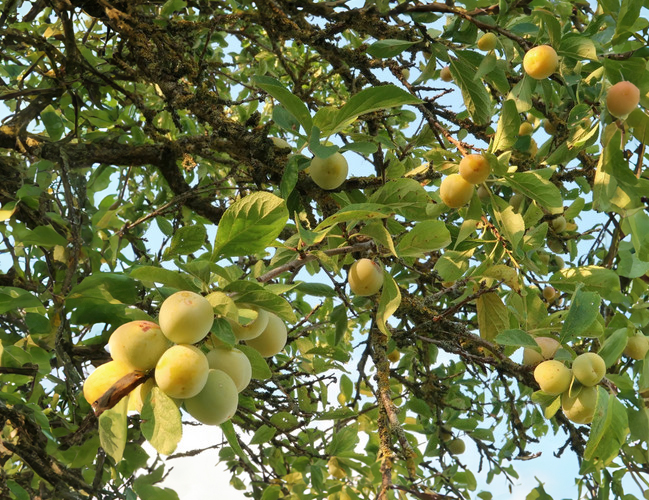Prunus domestica 'Reine-Claude de Bavay' - Plum