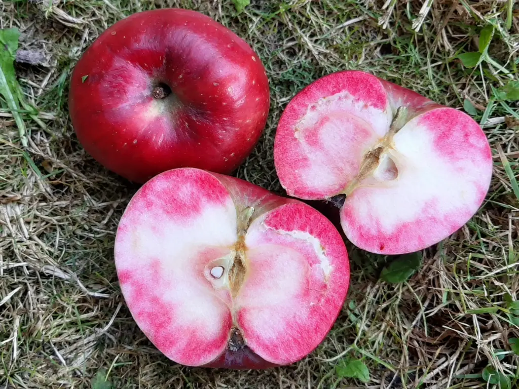 Malus domestica 'Dries' - Pomme