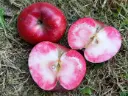 Malus domestica 'Dries' - Apfel