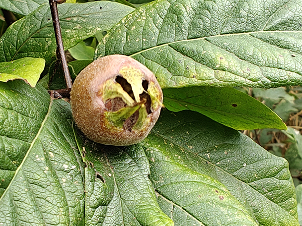 Mespilus germanica 'Big Brown' - Medlar