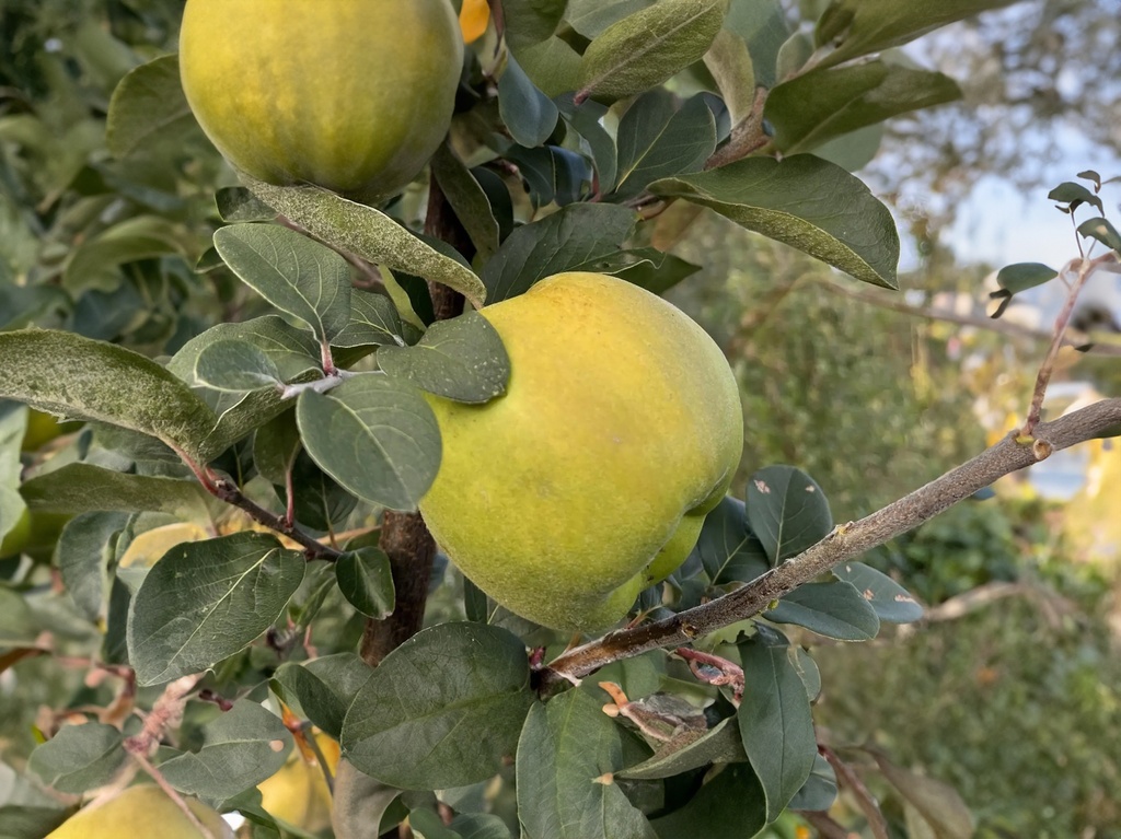 Cydonia oblonga 'Muskatnaja' - Quitte