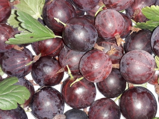 Ribes divaricatum 'Worcester' - Worcester-Stachelbeere