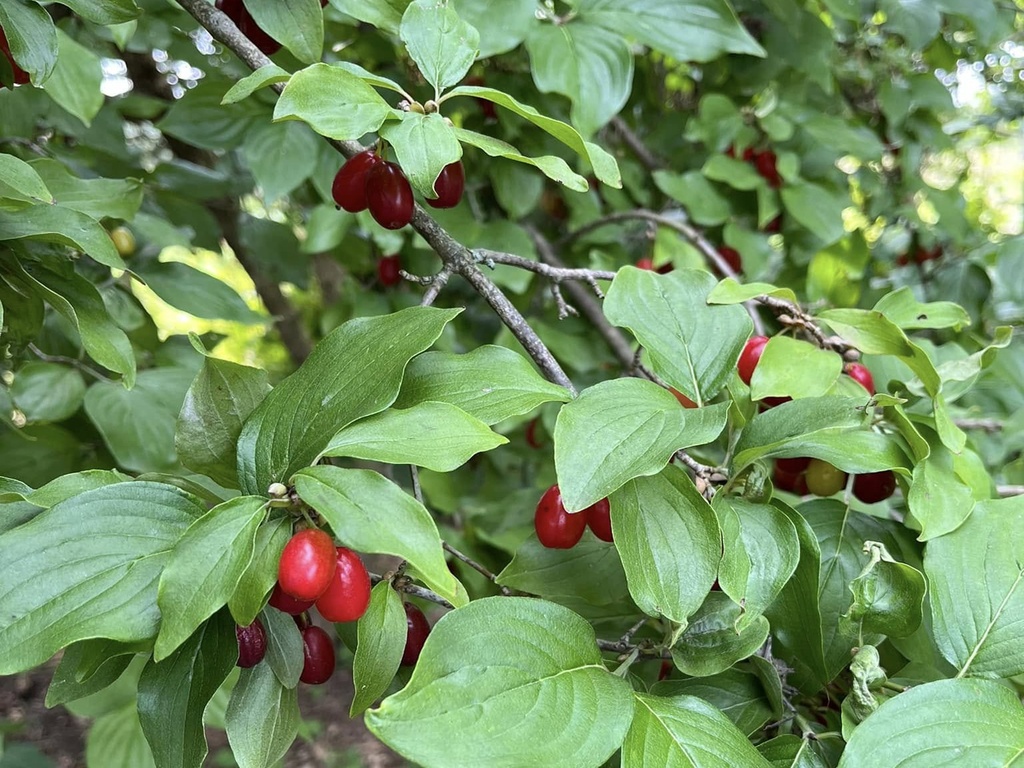 Cornus mas - Gele kornoelje
