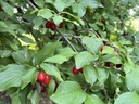 Cornus mas - Cornouiller mâle
