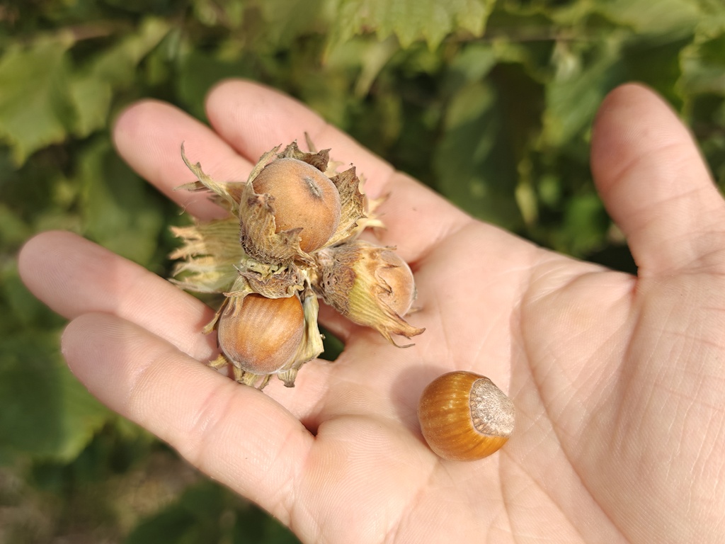 Corylus avellana - Noisetier commun