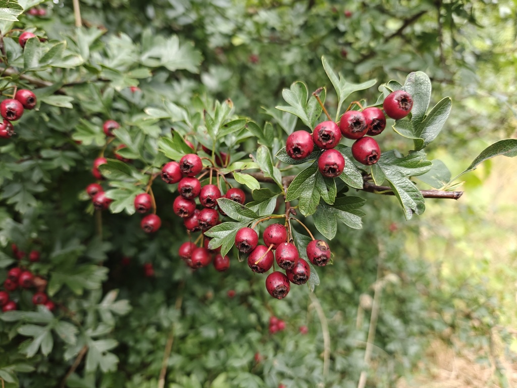 Crataegus monogyna - Eingriffel-Weißdorn