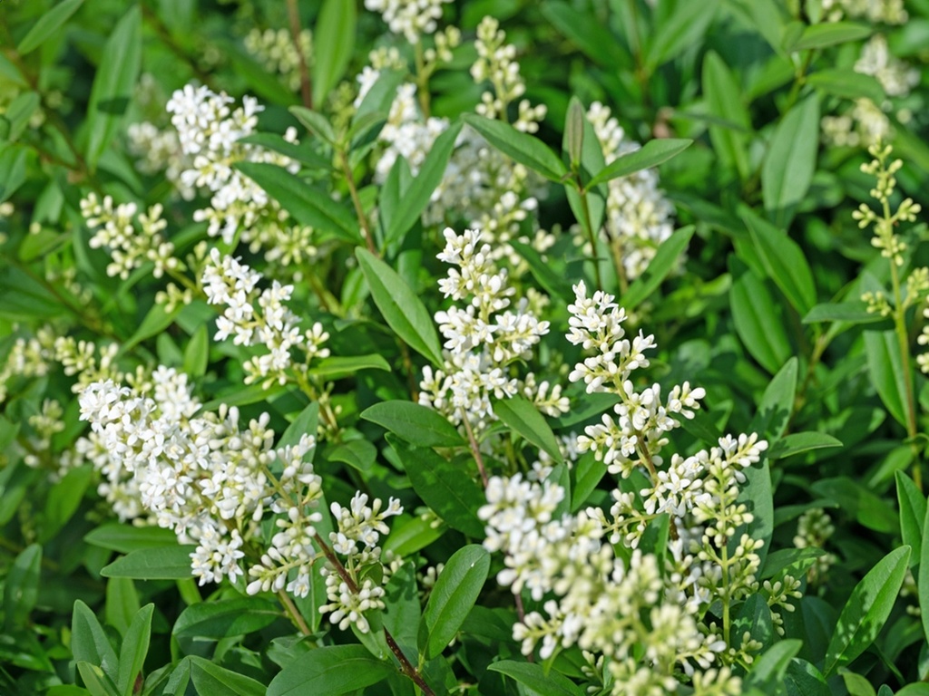 Ligustrum vulgare - Liguster