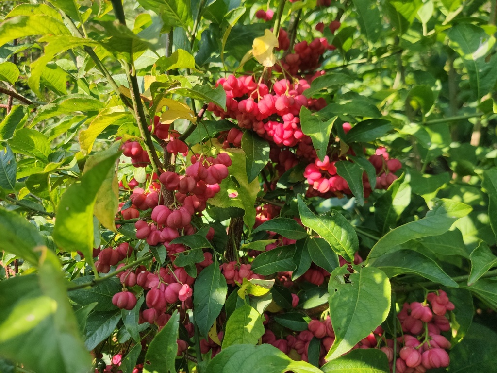 Euonymus europaeus - Spindelstrauch