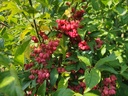 Euonymus europaeus - Fusain