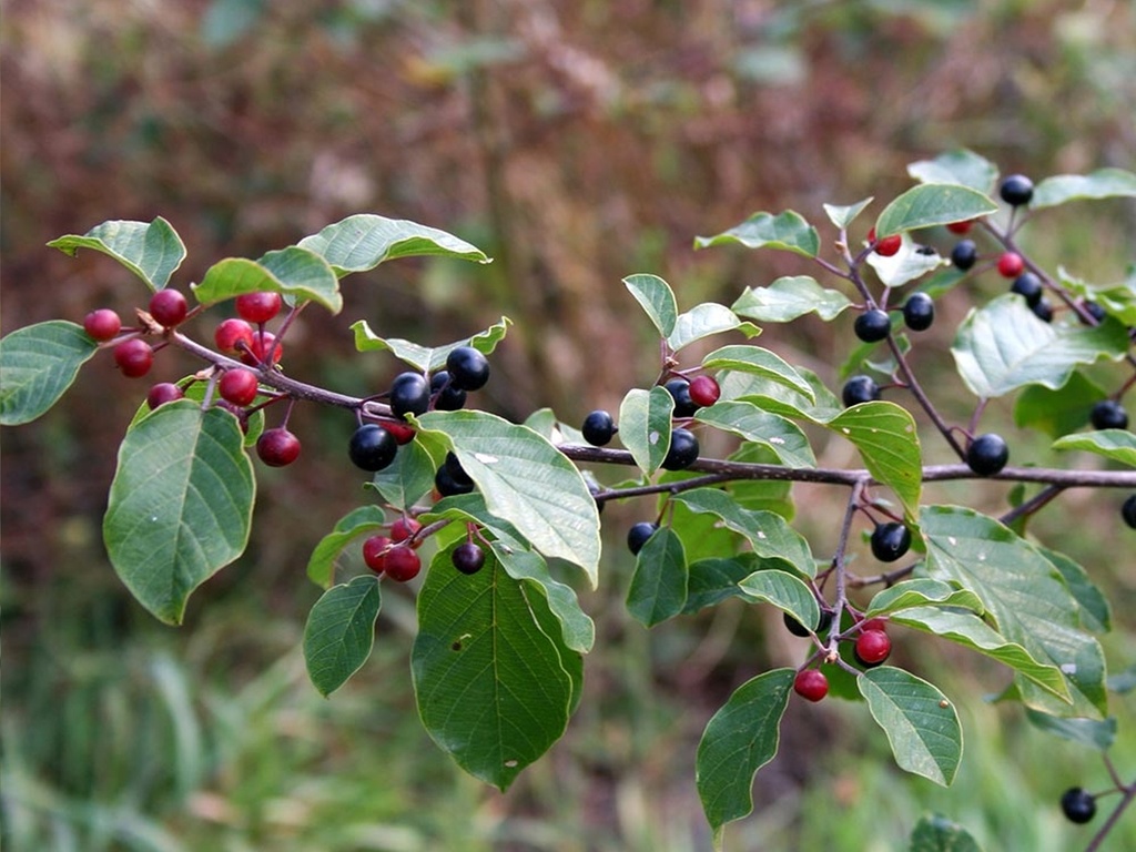 Rhamnus frangula - Sporkehout