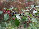 Rhamnus frangula - Alder buckthorn