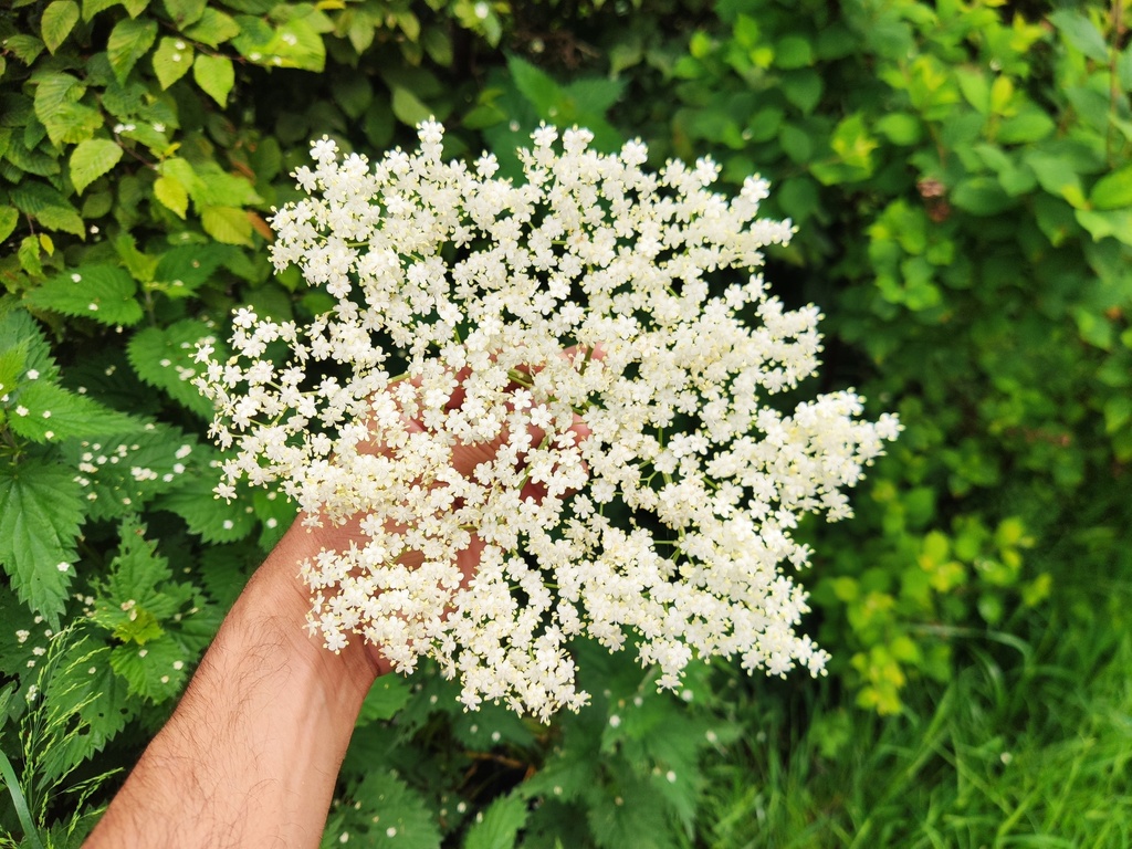 Sambucus nigra - Schwarzer Holunder