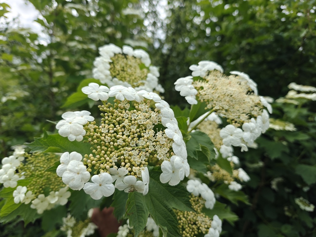 Viburnum opulus - Gelderse roos