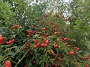 Rosa canina - Hunds-Rose