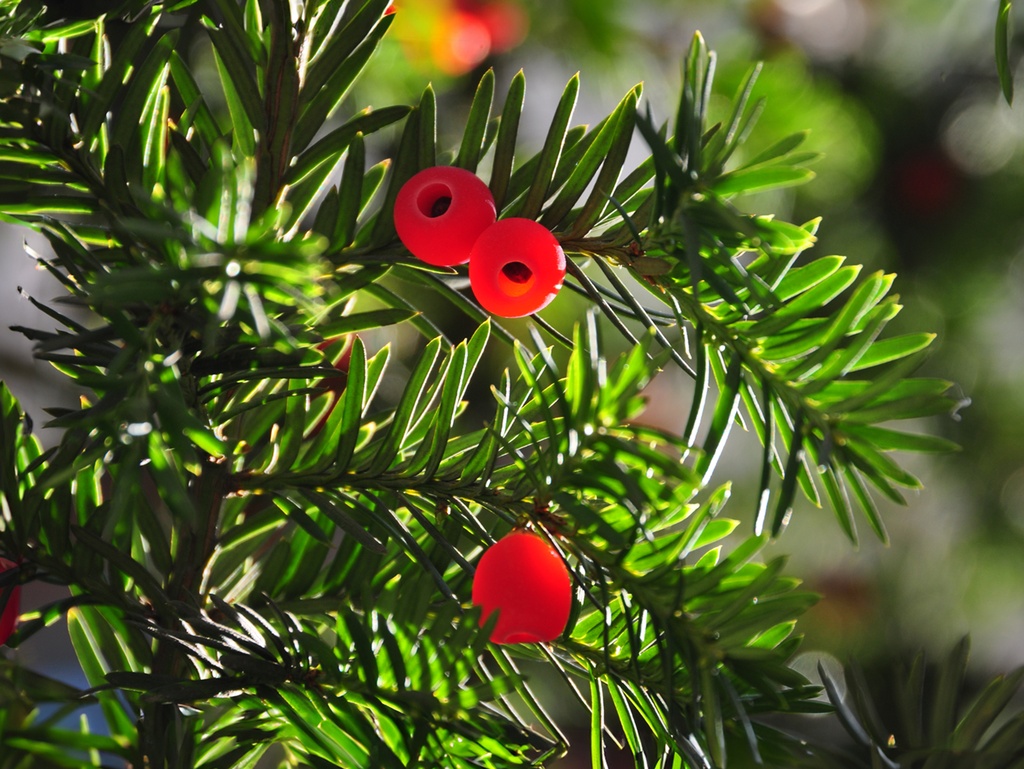 Taxus baccata - Eibe