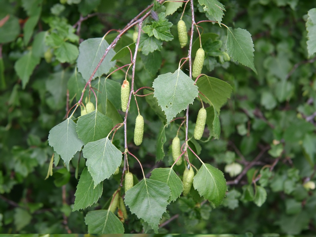 Betula pendula - Ruwe berk