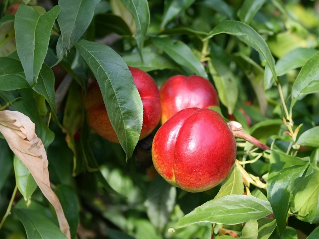 Prunus persica nucipersica 'Madame Blanchet' - Nectarine