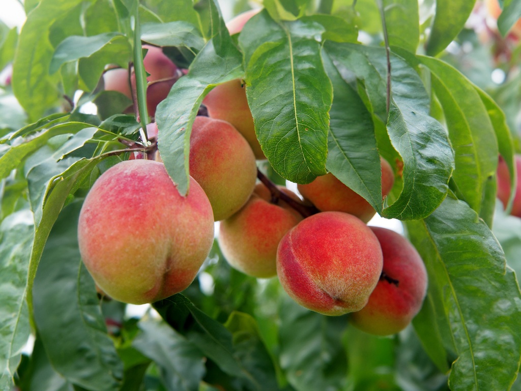 Prunus persica 'Peregrine' - Perzik