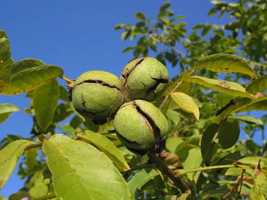 Juglans regia 'Bella Maria' - Okkernoot
