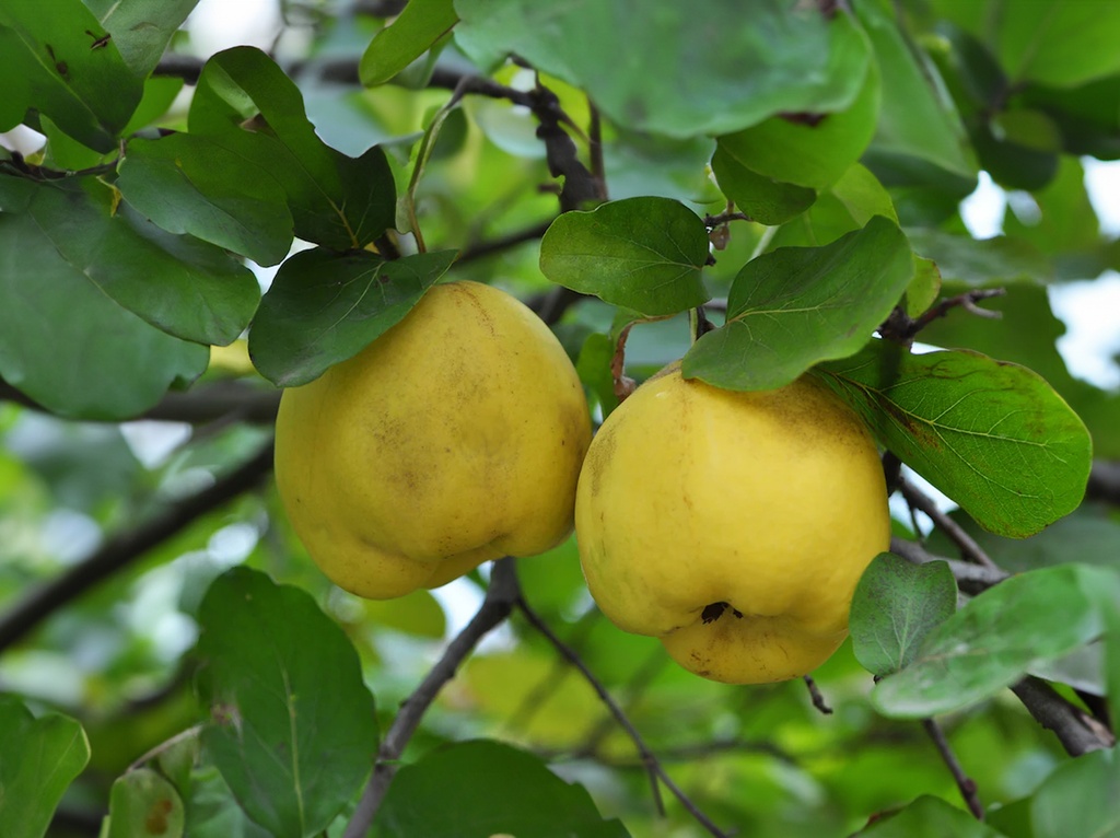 Cydonia oblonga 'Leskovacka' - Coing