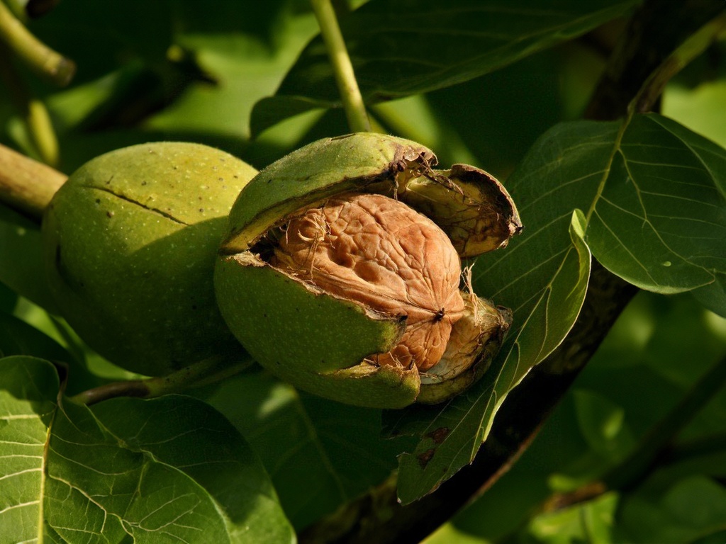 Juglans regia 'Mars' - Okkernoot