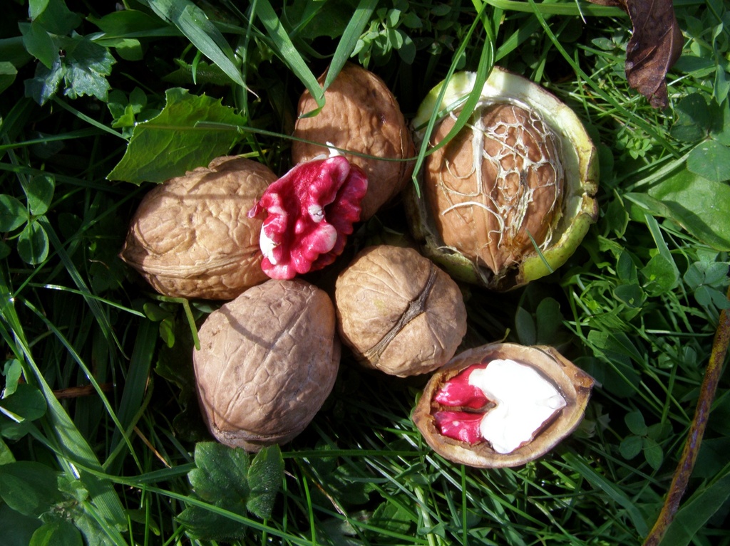 Juglans regia 'Kirschnuss' - Okkernoot