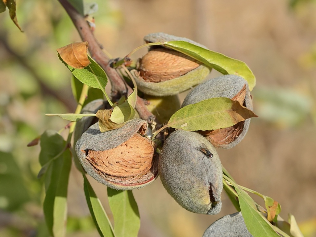 Prunus dulcis 'Ferragnes' - Almond