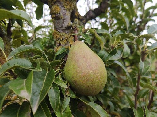 Pyrus communis 'Légipont' - Poire