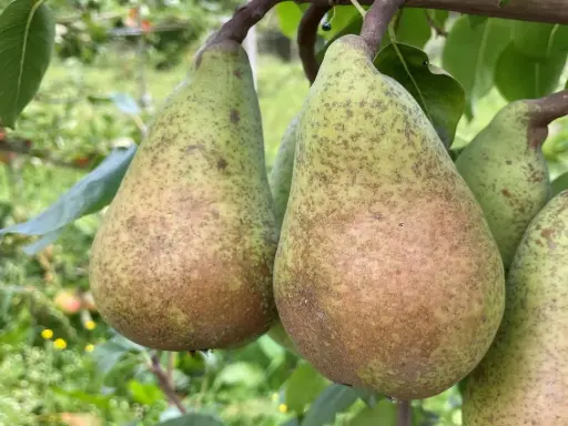 Pyrus communis 'De Curé' - Poire
