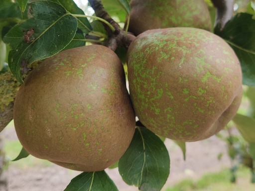Pyrus communis 'Bergamotte Esperen' - Poire