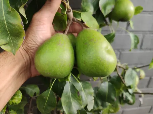 Pyrus communis 'Beurré Alexandre Lucas' - Birne