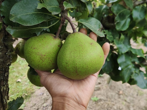 Pyrus communis 'Catillac' - Poire