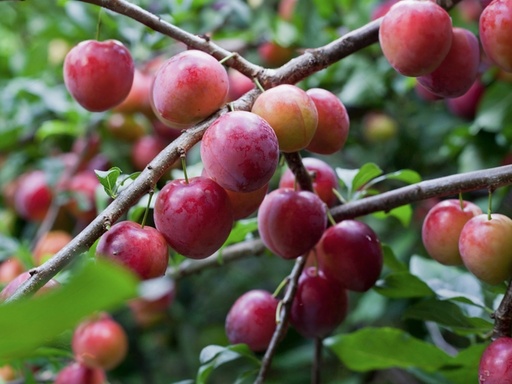 Prunus domestica 'Opal' - Pruim