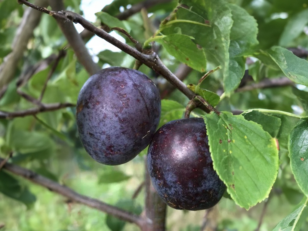Prunus domestica 'Sanctus Hubertus' - Pruim