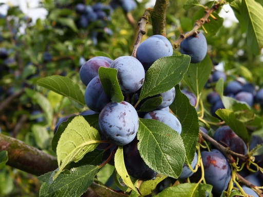 Prunus domestica 'Bleue de Belgique' - Pruim