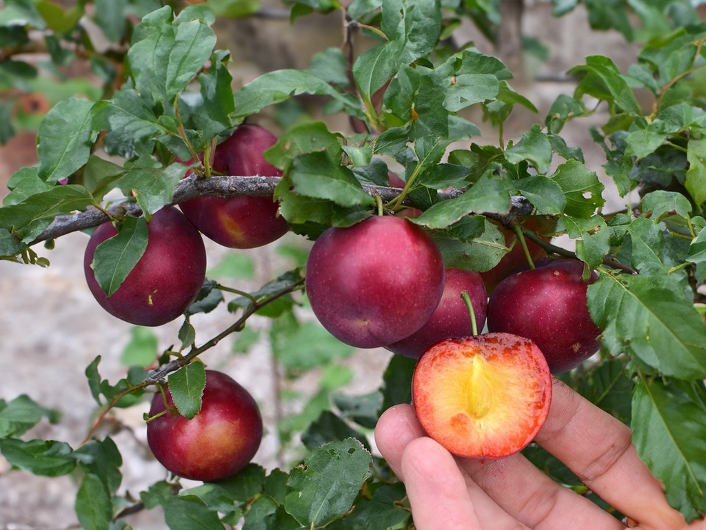 Prunus salicina x cerasifera 'Sverkhranaya' - Plum