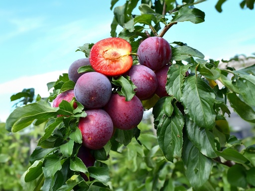 Prunus cerasifera x salicina  'Kometa' - Plum